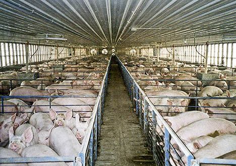 Pigs confined in metal and concrete pens