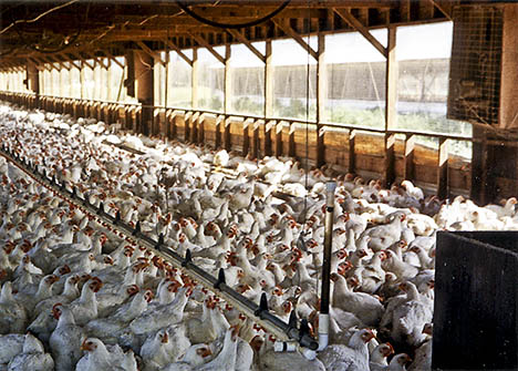 Chickens raised for slaughter