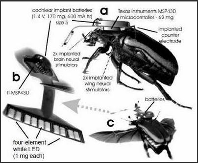 insecte-drone